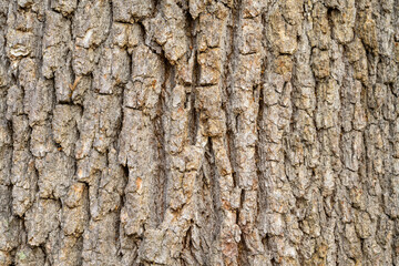 background texture of german oak. Bark of great tree