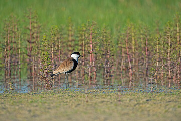 Pur-winged Lapwing (Vanellus spinosus) among pink flowers.