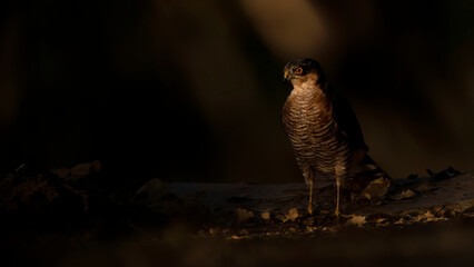 Male Sparrowhawk standing in a shadowy forest ambiance with a spotlight effect