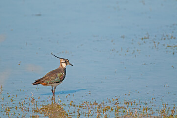 Northern Lapwing (Vanellus vanellus) feeding in water.