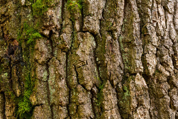 Mossy Texture of oak bark from the Quercus or oak tree as a background. Wooden tree texture.