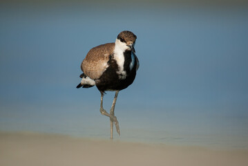Spur-winged Lapwing (Vanellus spinosus) by the lake.