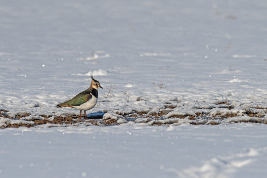 Noordse Kievit (Vanellus vanellus) walking on snow. Snow and Vanellus vanellus.