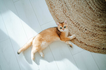Top view of Adorable cat lying on floor near carpet in daylight at home