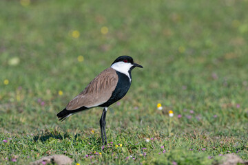 Pur-winged Lapwing (Vanellus spinosus) among pink flowers.