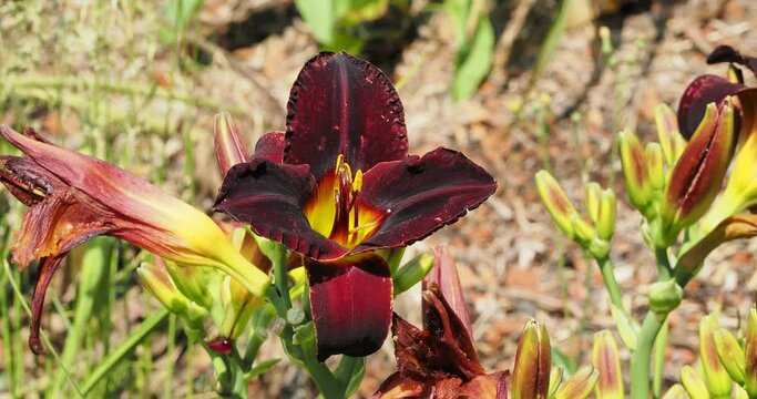 Close up of a rising hybrid flower of Daylily (Hemerocallis 'Chocolate Candy') with mahogany red tepals and yellow throat on a stem 
