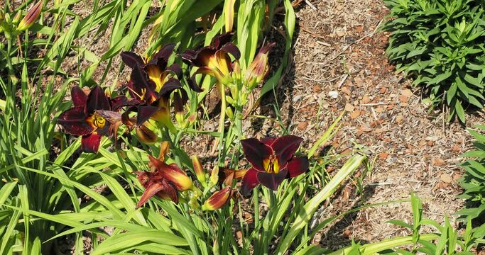 Hemerocallis 'Chocolate Candy' or Day lily 'Black Emmanuelle' adorned with rising red-brown-mahogany large flowers on erect stems bearing medium green foliage
