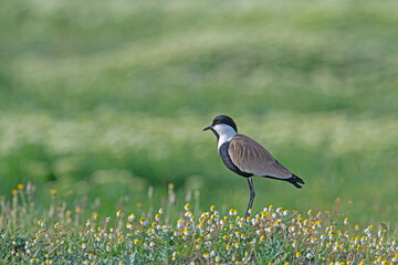 Pur-winged Lapwing (Vanellus spinosus) among pink flowers.