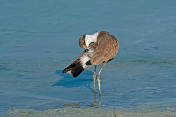 Spur-winged Lapwing (Vanellus spinosus) by the lake.