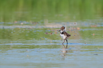 Northern Lapwing (Vanellus vanellus) chick walking in the water.