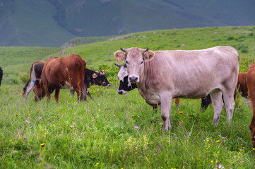 herd of cows in a meadow in a beautiful mountain landscape. livestock grazing on green pasture