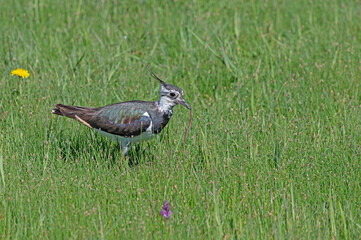Northern Lapwing (Vanellus vanellus) feeding among green plants.