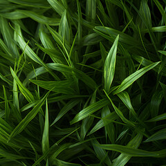 Obraz premium close up of green grass