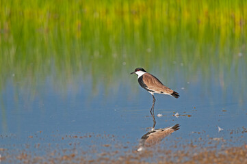 Spur-winged Lapwing (Vanellus spinosus) by the lake.