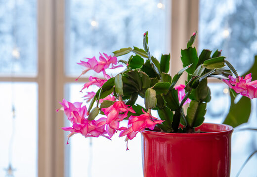 Cultivar belonging to the Schlumbergera Truncata Group called Christmas cactus or Thanksgiving cactus. Plant growing in flower pot in home, full bloom with snowy landscape seen from window.