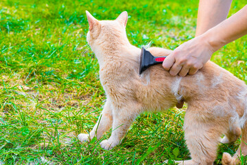 combing the fur of a domestic cat in nature.