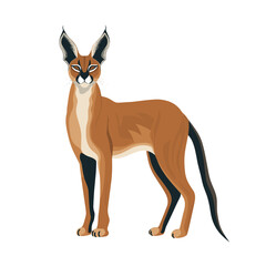 caracal
