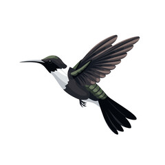 black hummingbird
