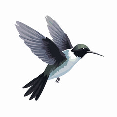 black and white bird