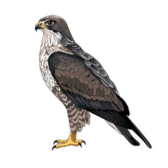 eagle on white
