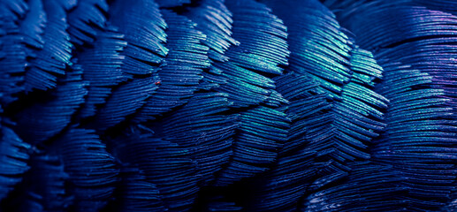 blue feather pigeon macro photo. texture or background