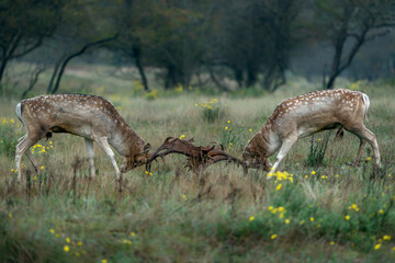 Two Fallow deer (Dama dama) fighting in rutting season on the field in  the forest of Amsterdamse...