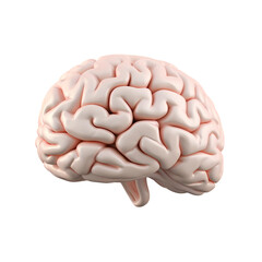 Human brain isolated on transparent background