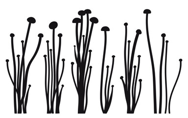 Set with Enoki mushroom or Flammulina filiformisin silhouettes in black isolated on white background. 