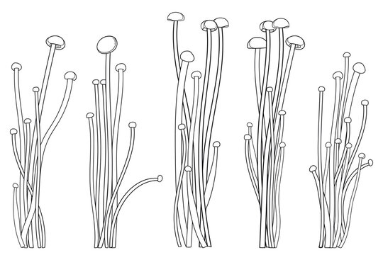 Set with outline Enoki mushroom or Flammulina filiformisin in black isolated on white background. 