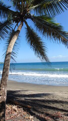 un palmier sur la plage face à la mer
