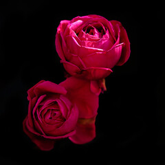 red rose on black background