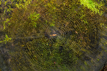 Annual rings of a sawn-off tree. Moss growing on the tree stump. - obrazy, fototapety, plakaty