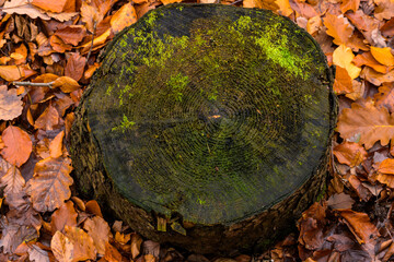 Annual rings of a sawn-off tree in an autumn forest. Moss on the tree stump and brown leaves on the...