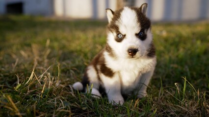 Cute Siberian Husky puppy on the grass. Portrait of a husky on a sunny day. Cute husky puppy sitting on the grass.