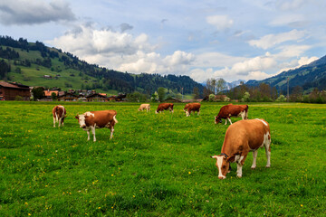 Naklejka na ściany i meble Herd of cows grazing on a green alpine meadow in the Swiss Alps, Switzerland