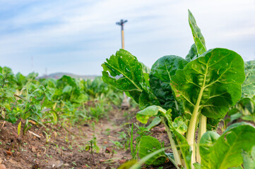 Agricultural Vegetable Elegance: Swiss Chard Leaf in Close-up, Blurred Cultivated Field.