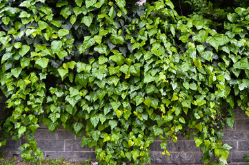 Fresh ivy wall plant with green leaves, ivy foliage texture