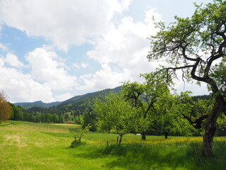 Almwiesen bei Lenggries