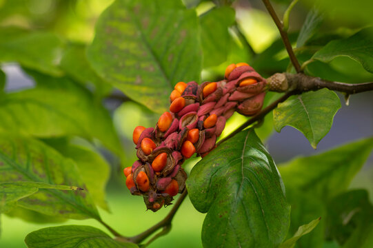 Magnolia soulangeana tree branches with green and yellow leaves and pink seed cones with bright orange seeds
