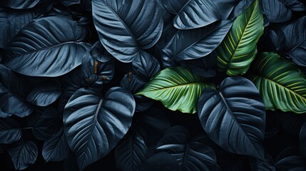 close up of black leaves, tropical leaf background