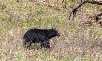 Black Bear in Springtime in Wyoming