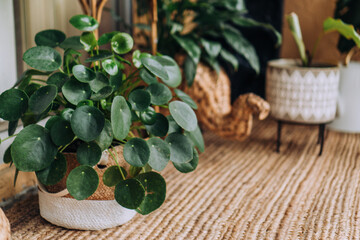 Pilea Peperomioides Houseplant as Home Decor