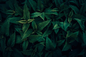 A close up of a green Jerusalem Artichoke leaves pattern