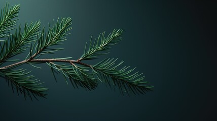 Fototapeta na wymiar a realistic spruce branch in a dark green color, elegantly presented on a light background, in a minimalist modern style, focusing on the detailed simplicity and visual appeal of the spruce branch.