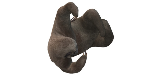 Sloth isolated on a Transparent Background