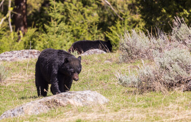 Black Bear in Springtime in Wyoming