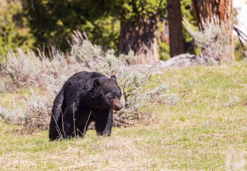 Black Bear in Springtime in Wyoming