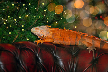 An orange iguana is sitting on the back of a chair. Lizard.