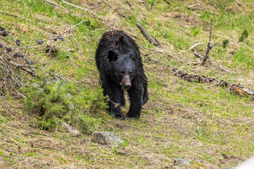 Black Bear in Springtime in Wyoming