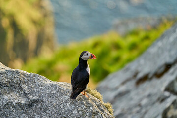 Cute and adorable Puffin, fratercula, on a cliff in Norway.